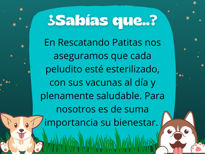 Imágen información salud de peluditos